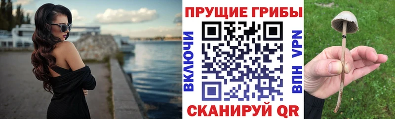 omg онион  Зеленодольск  Псилоцибиновые грибы Psilocybine cubensis 